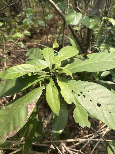 Psychotria rubra iNat (1)
