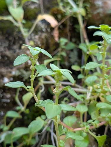 Theligonum cynocrambe, photograph 4