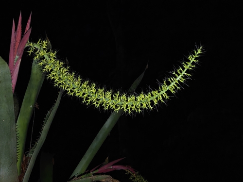 Aechmea setigera, photograph 6
