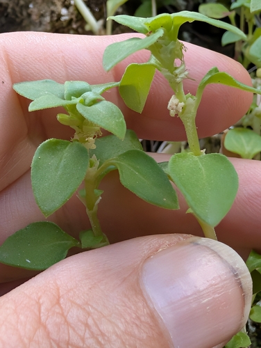Theligonum cynocrambe, photograph 5