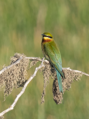 Blue-tailed Bee-eater (Merops philippinus), photo 4