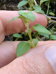Theligonum cynocrambe, photograph author not stated, no rights reserved