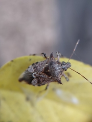 Eocanthecona furcellata