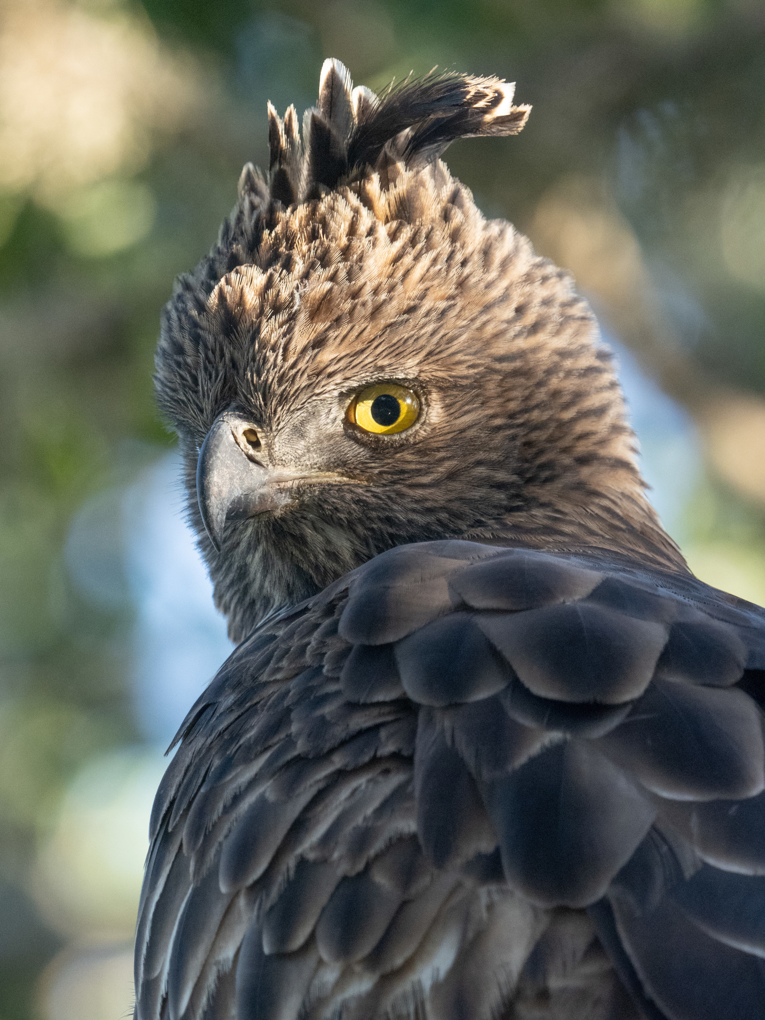 Asian Hawk-Eagles (Genus Nisaetus) · iNaturalist