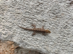 Cnemaspis mysoriensis
