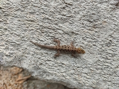 Cnemaspis mysoriensis