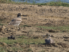 Esacus recurvirostris