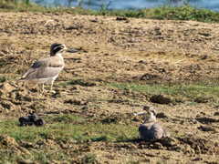 Esacus recurvirostris