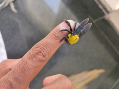 Xylocopa ruficornis
