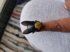 Xylocopa ruficornis