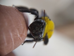 Xylocopa ruficornis