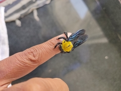 Xylocopa ruficornis