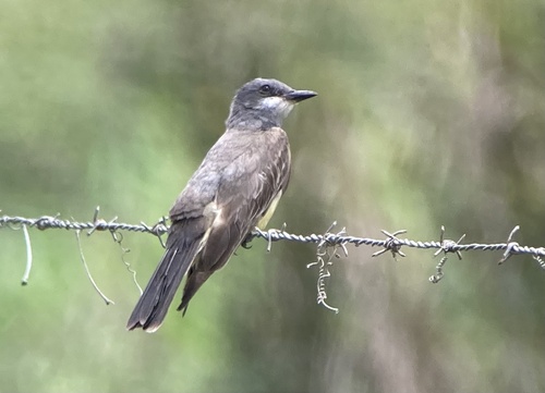 Cassin's Kingbird, Orange Walk, BZ, photo 6 of 10