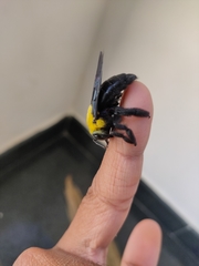 Xylocopa ruficornis