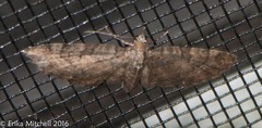 Eupithecia tripunctaria