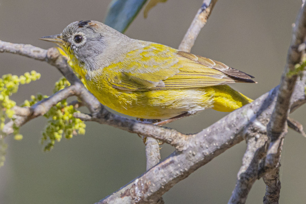 Nashville Warbler