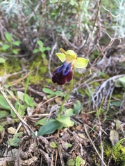 Ophrys fusca iricolor