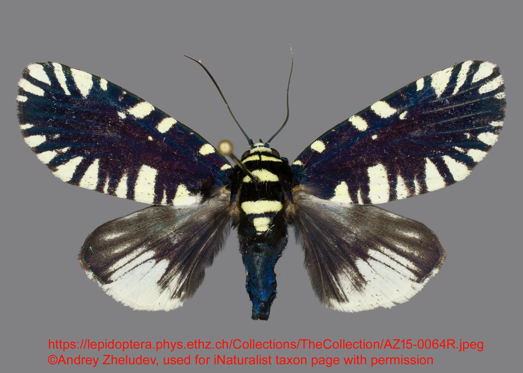 Apsarasa praslini