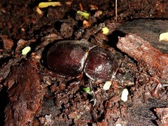 Haploscapanes barbarossa