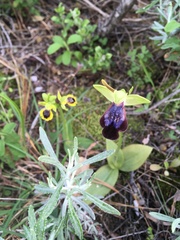 Ophrys fusca iricolor