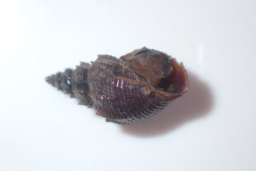 Mieniplotia scabra observed 2026-03-19