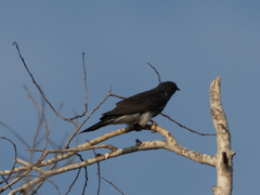 Cacomantis passerinus