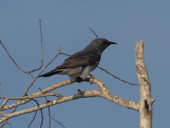 Cacomantis passerinus