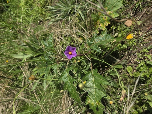 Narrawa burr (Solanum cinereum)