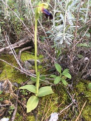 Ophrys fusca iricolor
