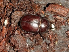 Haploscapanes barbarossa
