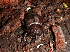 Haploscapanes barbarossa