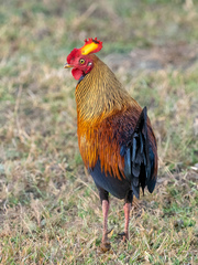 Gallus lafayettii