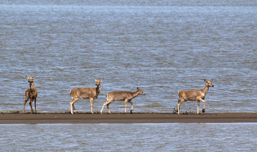 White-tailed Deer photographed in Missouri