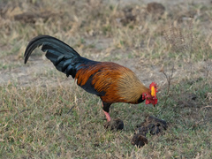 Gallus lafayettii