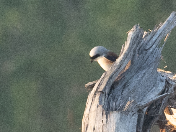 Bay-backed Shrike (Lanius vittatus)