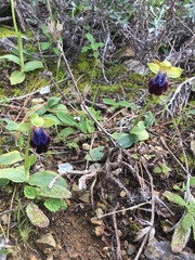 Ophrys fusca iricolor