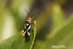 Carpinteroa notabilis