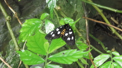 Exsula dentatrix albomaculata