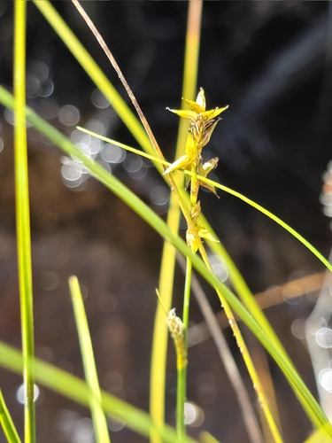 star sedge (Carex echinata)