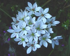 Allium trifoliatum