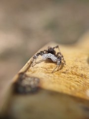 Portia albimana