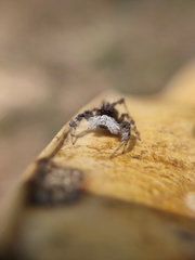 Portia albimana