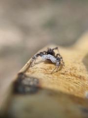 Portia albimana