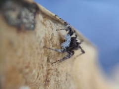 Portia albimana
