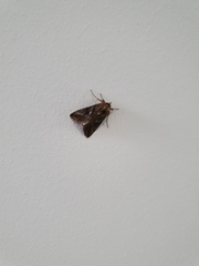 Trichoplusia ni