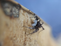 Portia albimana