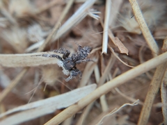 Portia albimana