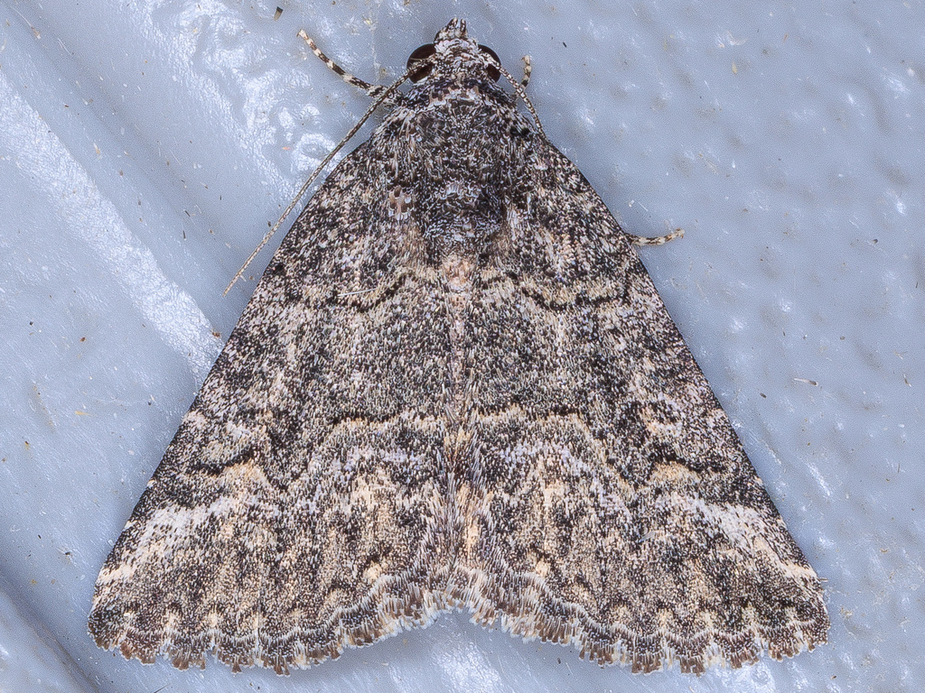 Acritogramma metaleuca