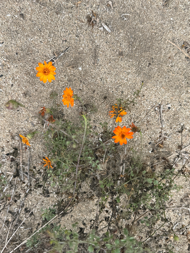 Cape Dogweed (Adenophyllum speciosum)