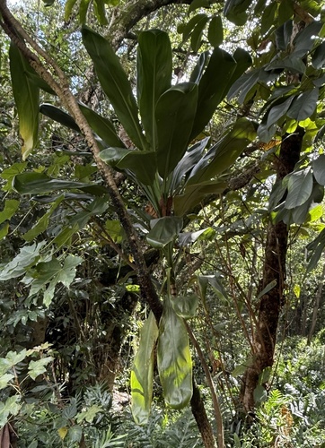 Cordyline fruticosa observed 2025-11-02